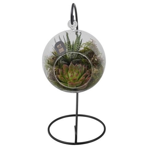 PTIG2707 Arrangement Indoor in glazen bol met standaard