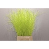 Betula paint limegreen