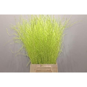 Betula paint mint green