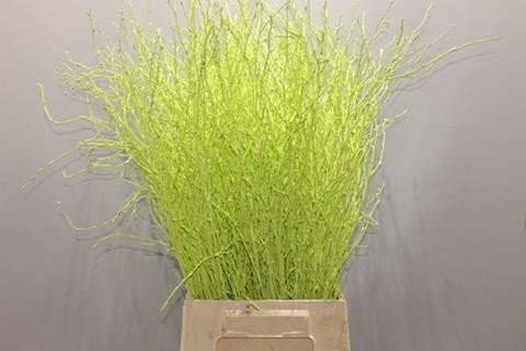 <h4>Betula paint limegreen</h4>