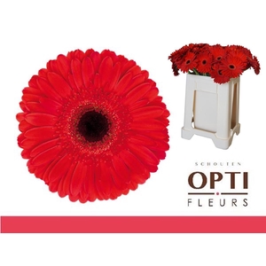 Gerbera Dynamic Water