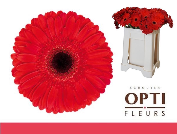 <h4>GE GR DYNAMIC-Water</h4>