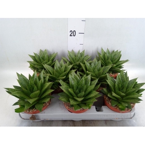 Gasteria