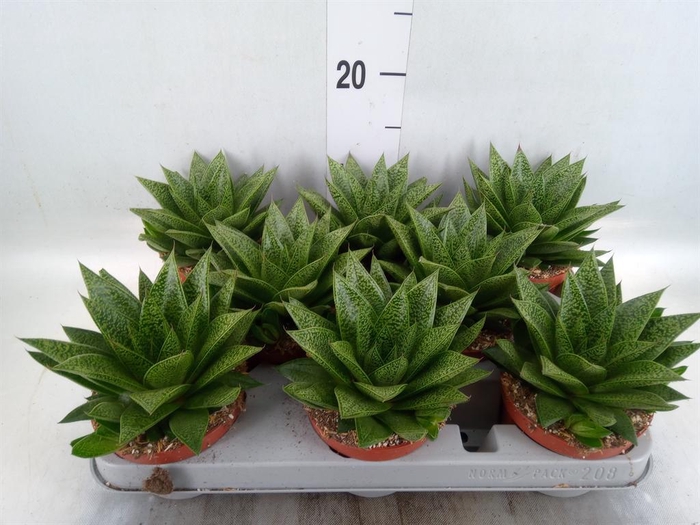 <h4>Gasteria</h4>