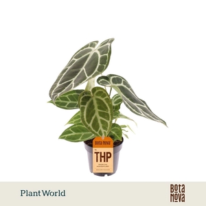 Anthurium blad