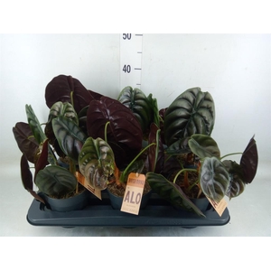 Alocasia cuprea 'Red Secret'