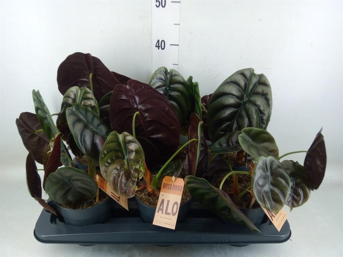 <h4>Alocasia cuprea 'Red Secret'</h4>