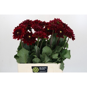 Dahlia Red Runner