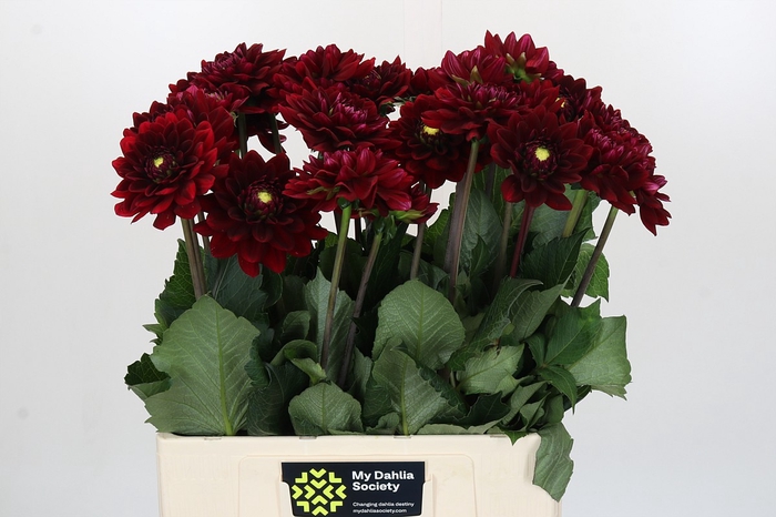 Dahlia Red Runner