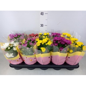 Chrysanthemum   ..rosebud mix