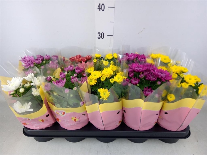 <h4>Chrysanthemum   ..rosebud mix</h4>