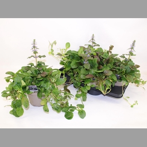 AJUGA R BRAUNHERZ