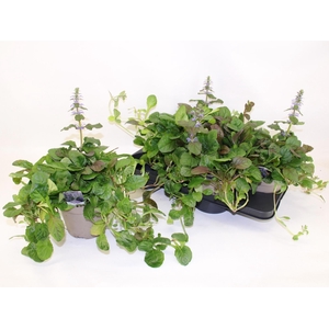 AJUGA R BRAUNHERZ