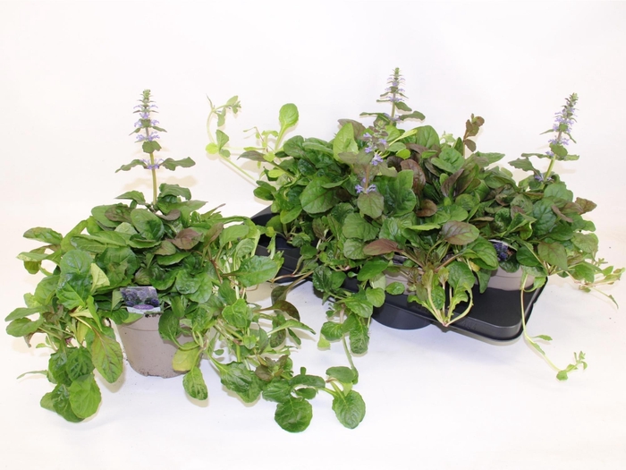 <h4>AJUGA R BRAUNHERZ</h4>