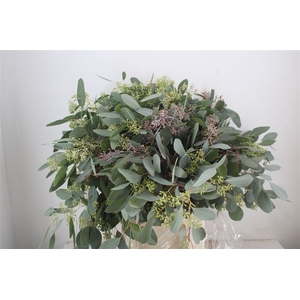Euca Populus Berry 300gr P Bunch