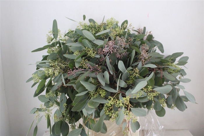 Euca Populus Berry 300gr P Bunch