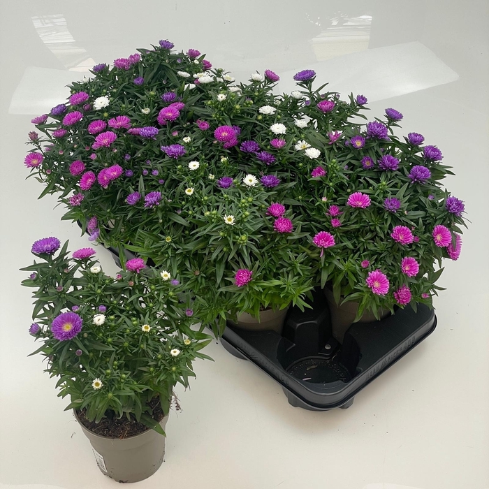 <h4>ASTER M LADY GEM POT</h4>