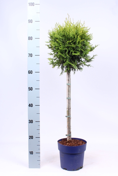 <h4>Thuja Occ Brabant Stam</h4>