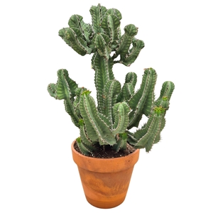 Euphorbia   ...
