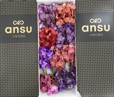 <h4>Vanda mix in box per stem</h4>