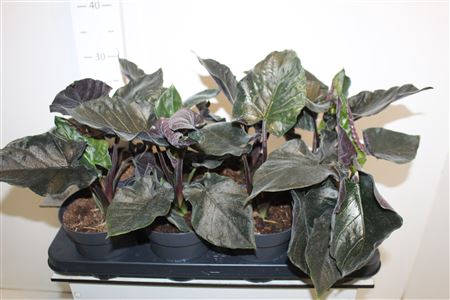 <h4>Aloc Antoro Velvet</h4>