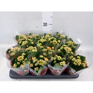 Kalanchoe blos. 'Calandiva Hawn'