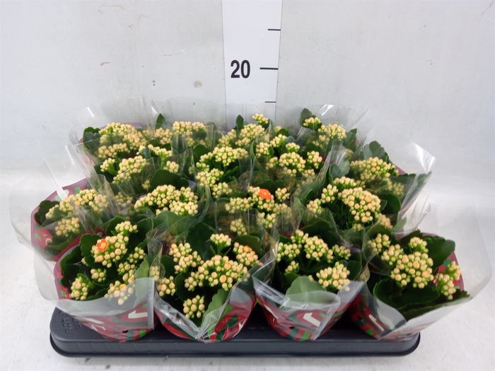 <h4>Kalanchoe blos. 'Calandiva Hawn'</h4>