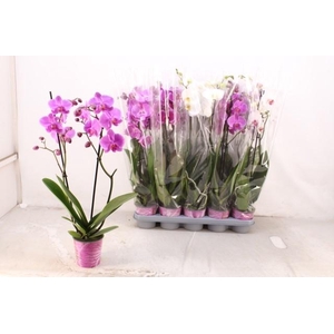 PHAL GEM 5 KL