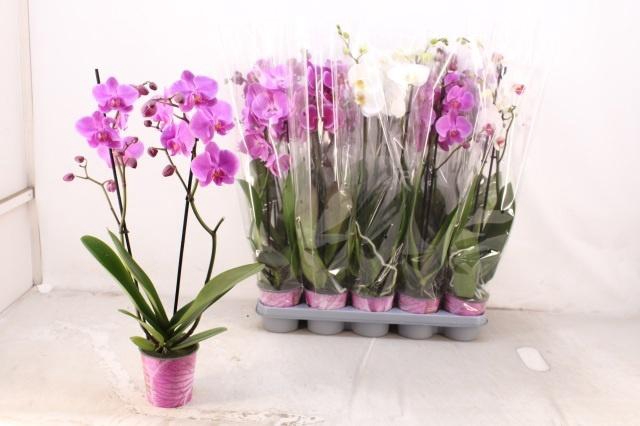 <h4>PHAL GEM 5 KL</h4>