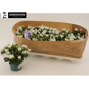 CAMP PORTENSCHLAGIAN