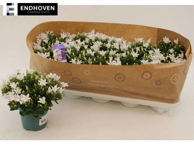 <h4>CAMP PORTENSCHLAGIAN</h4>