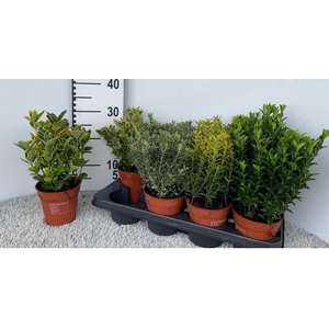 EUONYMUS JAP GEM