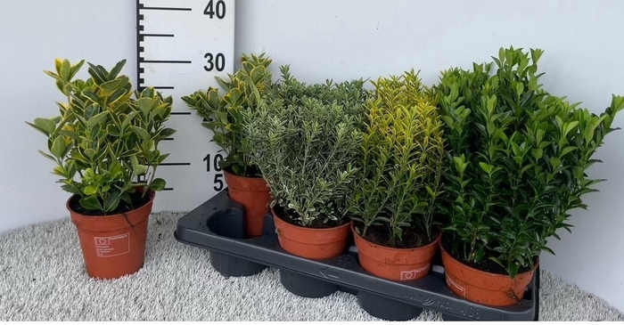 <h4>EUONYMUS JAP GEM</h4>