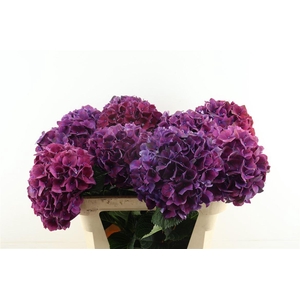 Hydr M Ruby Dark Purple 80-21