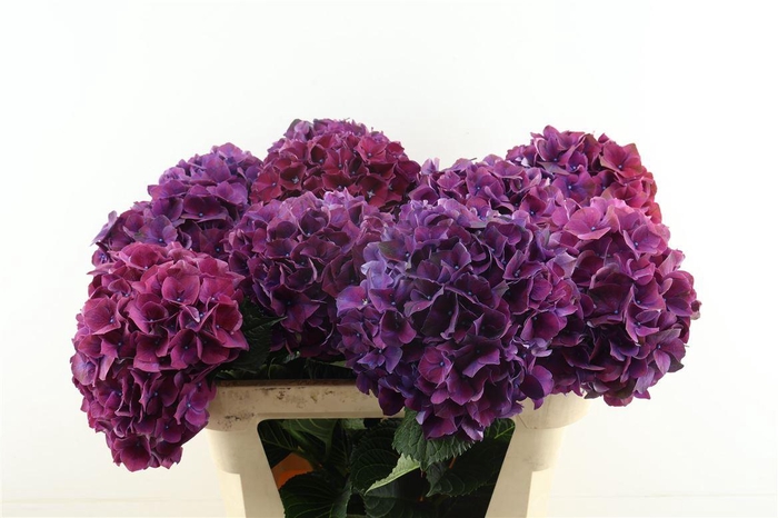 <h4>Hydr M Ruby Dark Purple 80-21</h4>