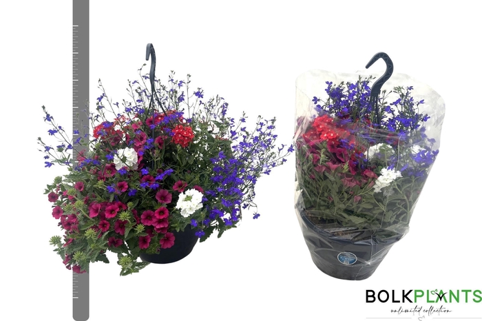 <h4>PERKPL GEM IN POT</h4>