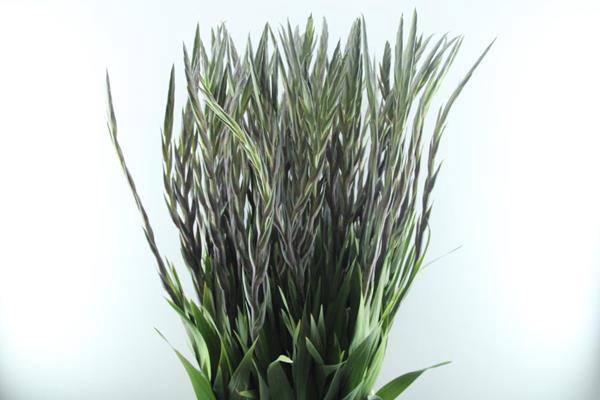 <h4>Glad Gr Purple Flora</h4>