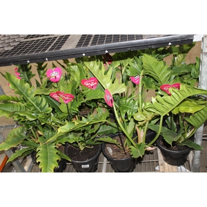 PHILODENDRON NARROW P24