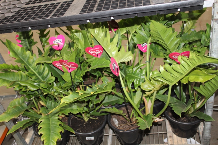 <h4>PHILODENDRON NARROW P24</h4>