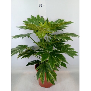 Fatsia japonica   ...