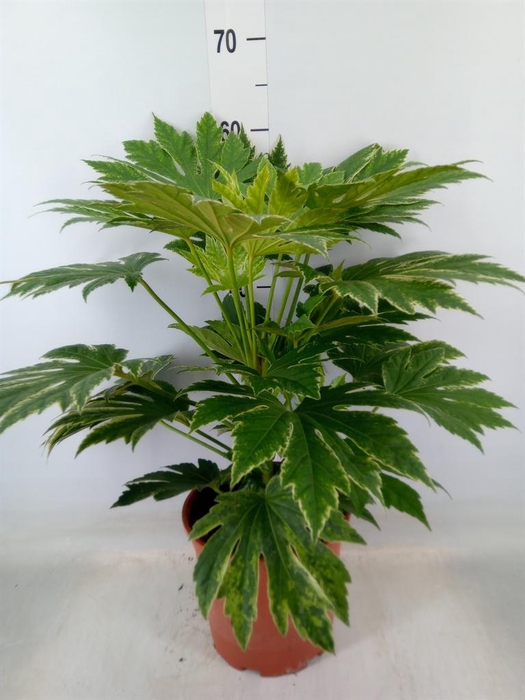 <h4>Fatsia japonica   ...</h4>