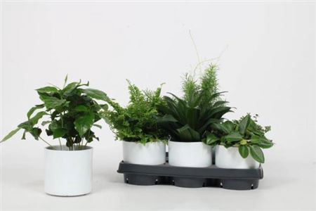 <h4>Overig kamerplanten gemengd</h4>