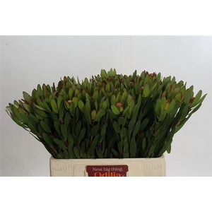 Leucad Saf Goldstrik