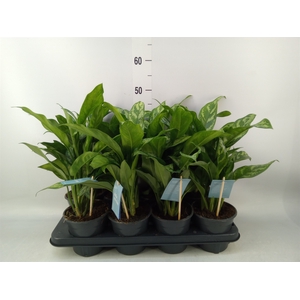 Aglaonema  'Maria'