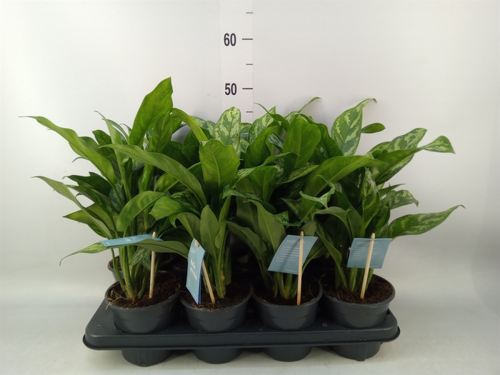 <h4>Aglaonema  'Maria'</h4>