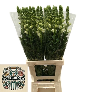 Antir Poto Earl Whit