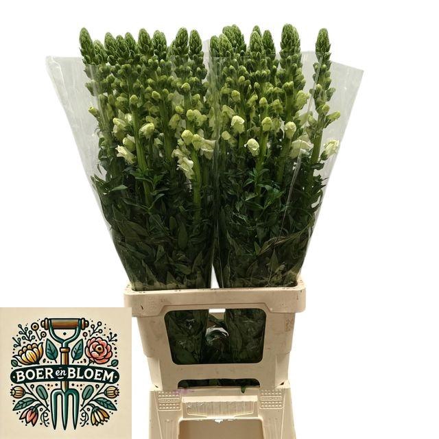 <h4>Antir Poto Earl Whit</h4>