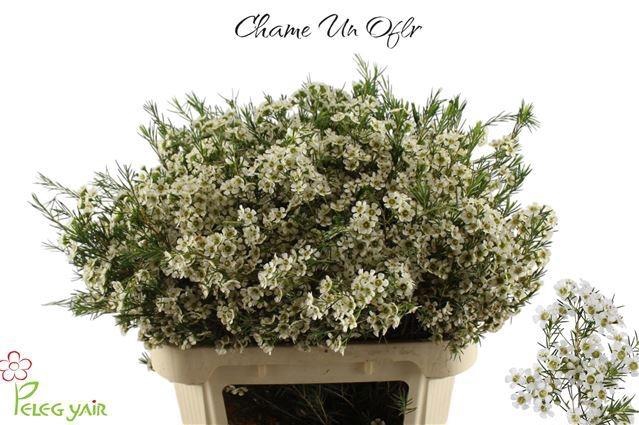 <h4>CHAME UN OFIR</h4>