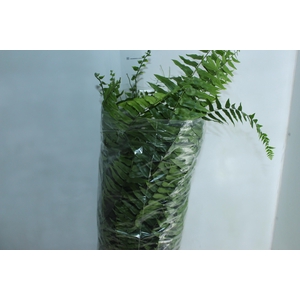 SAMAMBAIA HOLANDESA C25