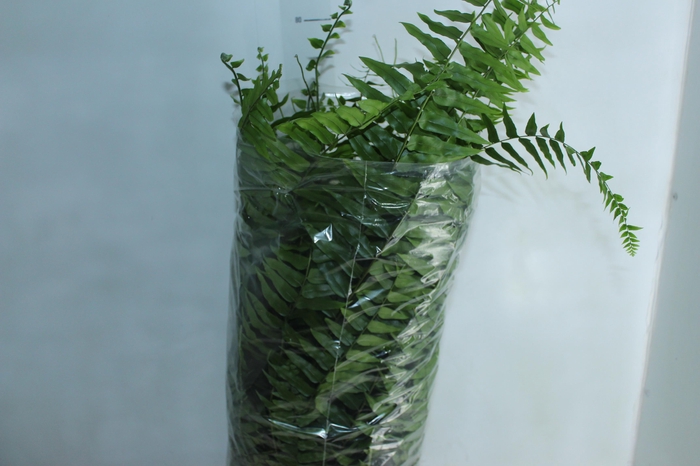 <h4>SAMAMBAIA HOLANDESA C25</h4>